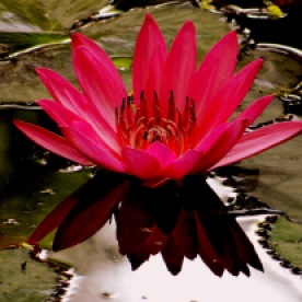 Weekly Photo Challenge: Lotus in Reflection