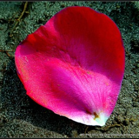 Petal of Rose